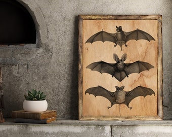 naturalist board, naturalist print, coffee dyed print, Bat art print, curiosity cabinet, gothic poster, vintage style board, home deco,