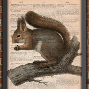 Eichhörnchen Waldtier Niedlich Zoologie Ethologie Vintage Kunstdruck Wanddekoration Geschenk Original Poster Wörterbuch Seite Druck Natur