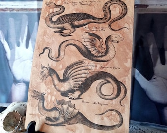 Dragon and Wyvern dyed paper poster, Cabinet of Curiosities ,