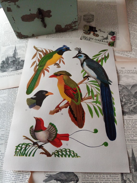 Poster birds printing ornithology board book vintage french gift old colors  french laid paper