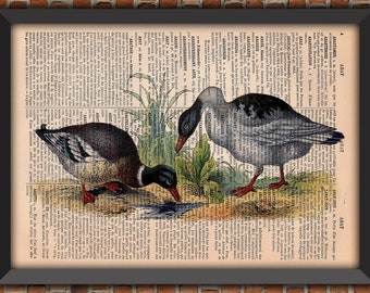 Mallard Duck Goose Hunt Farm Birds Cute Shabby Chic Mother's Day Vintage Art Print Home Decor Gift Poster Original Dictionary Page Print