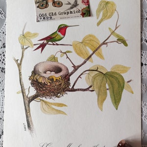 Illustration bird, old poster, humming-bird, bird nest, authentic poster, medical blotter, gift from France