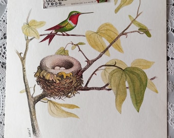 Illustration bird, old poster, humming-bird, bird nest, authentic poster, medical blotter, gift from France