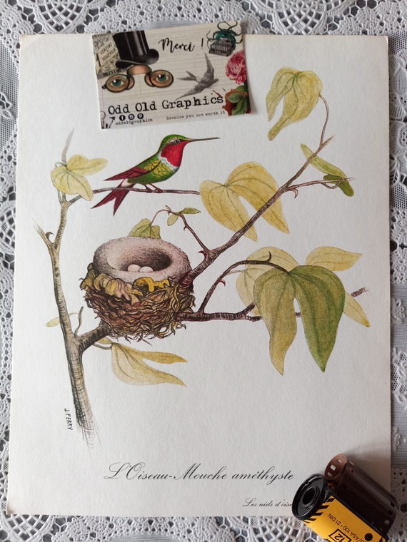 Illustration bird, old poster, humming-bird, bird nest, authentic poster, medical blotter, gift from France