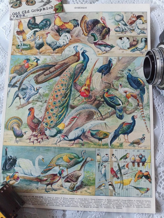 Vintage authentic 1932 Birds poster Ornithology Ornithologist Peacock Pheasant Swan Hen Goose authentic illustration from French period