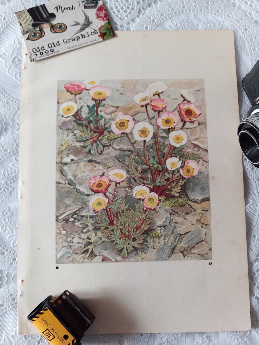 Affiche Botanique Fleurs Feuille Décorative Vintage 1938 Decoration Ancien Renoncule Home Wall Decor