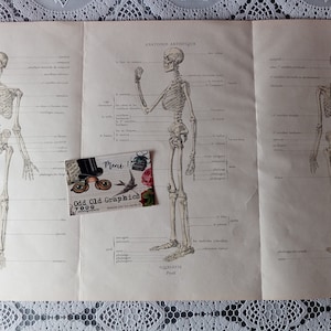 Human skeleton, Medicine poster, Vintage poster, Vintage board, Wall Decor, Original Poster, Home Decor,  upcycled