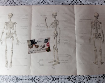 Human skeleton, Medicine poster, Vintage poster, Vintage board, Wall Decor, Original Poster, Home Decor,  upcycled