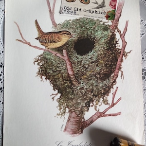 Cute bird, wren, bird illustration, antique poster, bird nest, authentic poster, medical blotter, gift from France