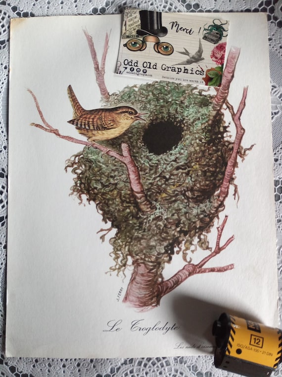 Cute bird, wren, bird illustration, antique poster, bird nest, authentic poster, medical blotter, gift from France