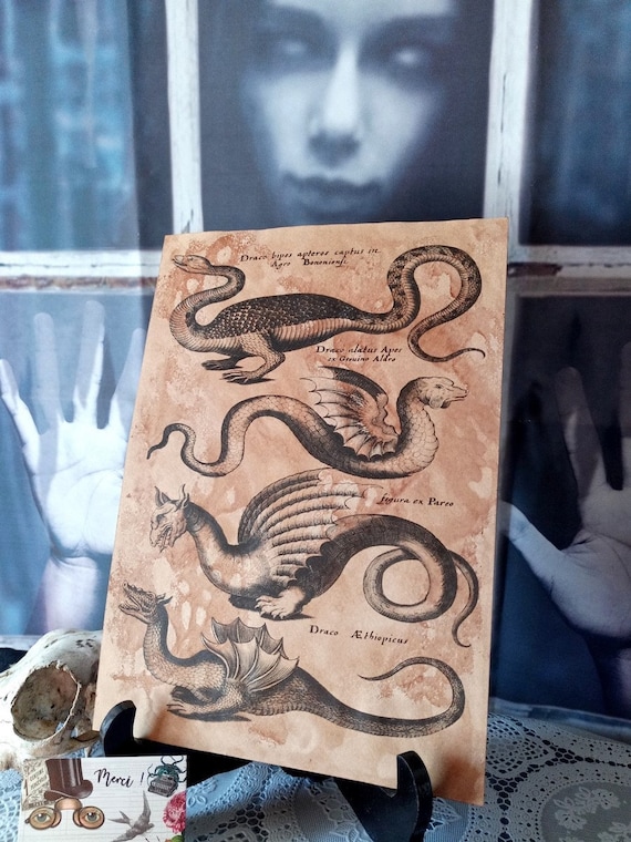 Dragon and Wyvern dyed paper poster, Cabinet of Curiosities ,