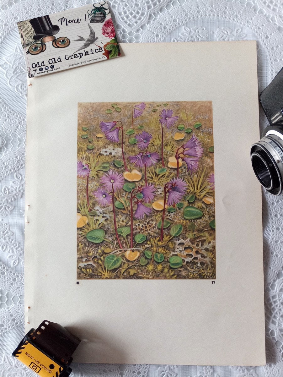 Affiche Botanique Fleurs Feuille Décorative Vintage 1938 Decoration Plante Soldanelle Home Wall Deco
