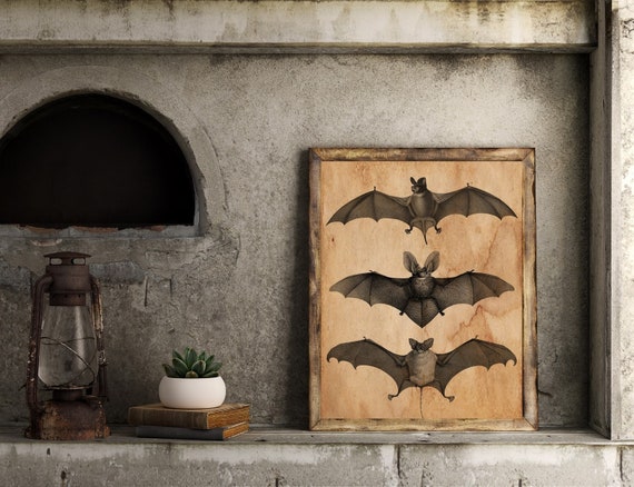 naturalist board, naturalist print, coffee dyed print, Bat art print, curiosity cabinet, gothic poster, vintage style board, home deco,