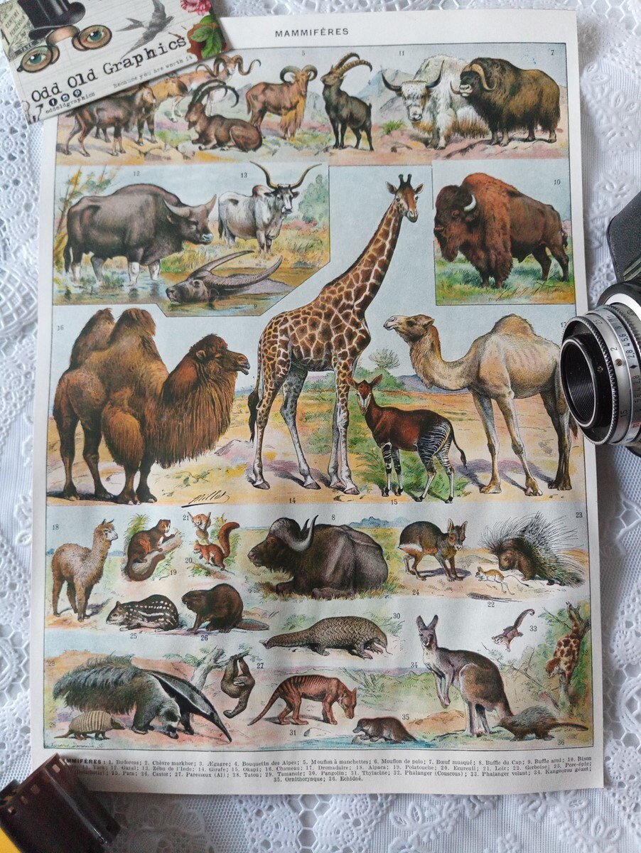 Affiche Vintage Authentique 1932 Animaux Numéro 2 Mammifères Couleur Girafe Chameau Bison Kangourou 