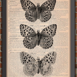 BW Butterflies Bugs Curiosity Cabinet Odd Insect Wings Vintage Art Print Home Decor Gift Poster Original Dictionary Page Print