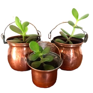 Peut inclure: Trois petits pots en cuivre avec des plantes. Chaque pot a une anse et est rempli de terre et d'une plante succulente verte. Les pots sont disposés en forme de triangle.
