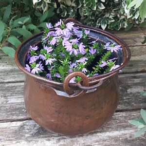 Könnte beinhalten: Ein runder, gehämmerter Kupfertopf mit einer dunklen, verwitterten Patina und einem dicken, kreisförmigen Metallgriff am Rand. Der Topf ist mit einer Ansammlung kleiner, leuchtend hellvioletter Blumen mit grünen Stielen und Blättern gefüllt.