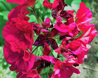 Beautiful flower print, vibrant colors