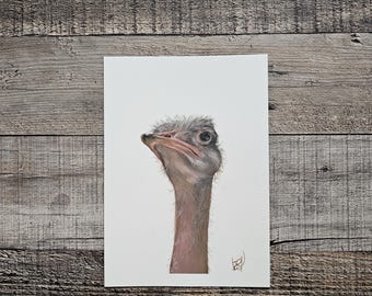 Aquarelle originale d'autruche