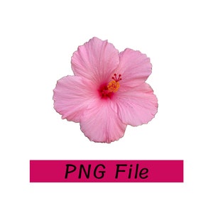 Hibiscus PNG, Tropical Flower PNG, Hawaiian Flower, Summer Digital Image File for DIY crafts