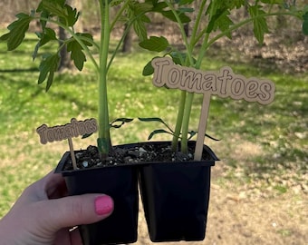 May include: Two tomato plants in black plastic pots with wooden plant markers that say "Tomatoes".