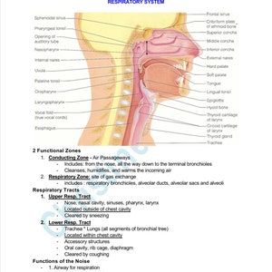 Respiratory System Study Guide