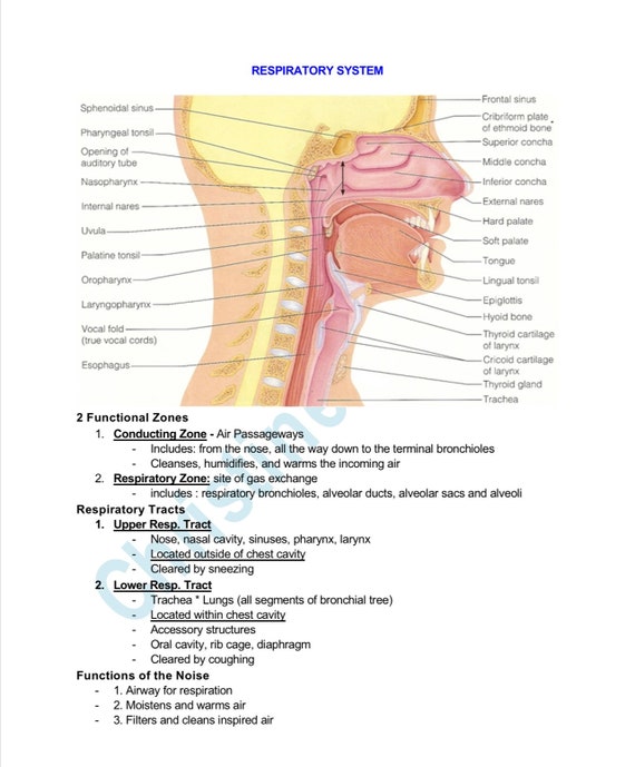 Respiratory System Study Guide | Etsy