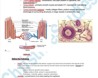 Blood Vessels Study Guide