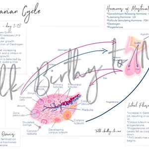 Reproductive Cycle