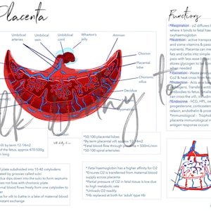 Placenta