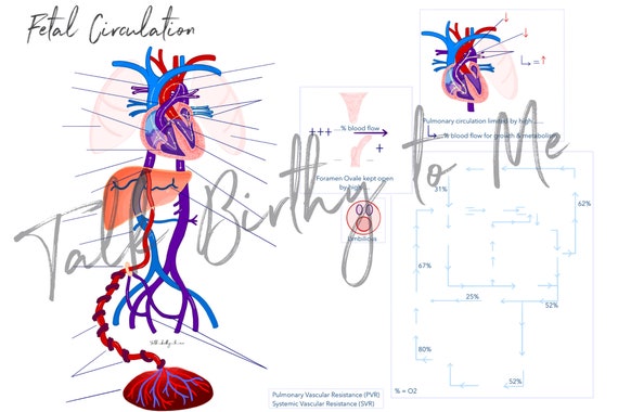 Neonatal Circulation Diagram