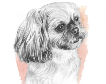 Made to order pet loss keepsake, Pencil portrait of dog, Personalized illustration from photograph, Gift idea for shihtzu lovers