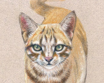 Cat portratit drawing from photo, Unique gift for cats lover, Cat loss memorial, Animal custom portrait