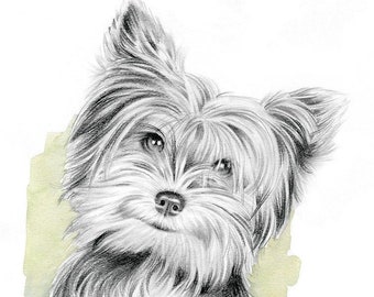 Custom portrait drawn with graphite, Personalized portrait illustration, Realistic pet portrait, Yorkshire terrier illustration from photo