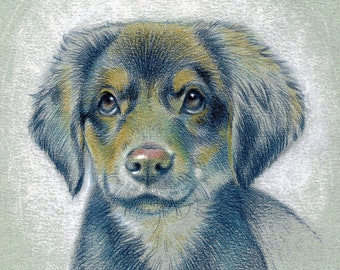 Custom pet portrait, Pet pencil portrait, Custom drawings of pet, Original illustration animals, Pet art memorial, Pet gift for owners