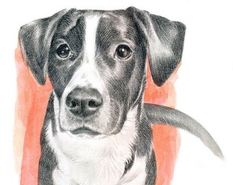 Commission pencil drawing of pet, Custom portrait of pet from photograph, Dog keepsake for gift