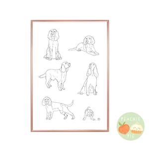 Springer Spaniel Illustration
