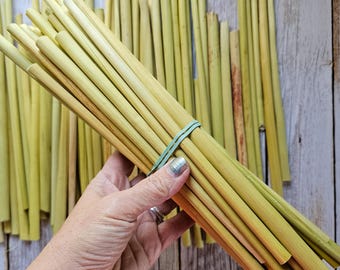 Puede incluir: Un manojo de tallos cilíndricos de color verde claro sujetos con una banda elástica azul. Los tallos son de color natural, y algunos se sostienen en una mano con esmalte de uñas plateado.