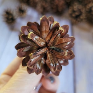 Pine Cones | 20 Pine Cones from Scotch Pine Trees | Small Pinecones for Crafts, Yule, Decor