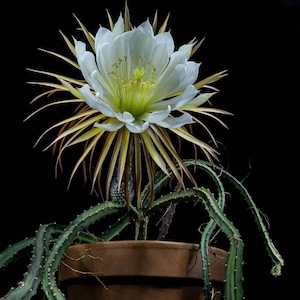Queen of the night / Selenicereus Grandiflorus