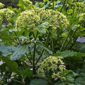 Wild celery seeds / Wild celery seeds / Corinol Smyrnium olusatrum seeds