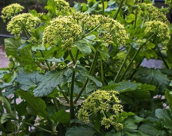 Wilder Sellerie Samen / Wilder Sellerie Samen / Corinoli Smyrnium olusatrum Samen
