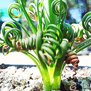 Albuca spiralis seeds / Seeds of Albuca spiralis