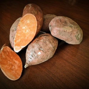 Ipomoea Batatas/ Amerikanische Kartoffel/ Süßkartoffel