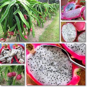 Drakenfruit / Hylocereus undatus / Pitaya