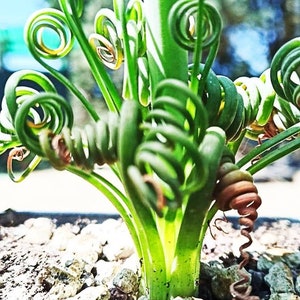 Albuca Spiralis seeds