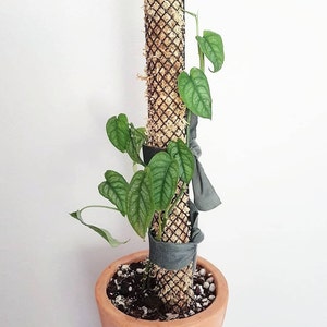 May include: A green plant with large leaves growing up a moss-covered pole wrapped in a black mesh and secured with grey fabric ties. The plant is potted in a terracotta pot.