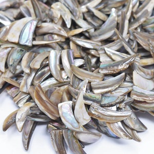 10x30mm Abalone Shell Teeth/Tooth Top Drilled Bead Strand (15.5 inches Long, 38 pcs in the strand)