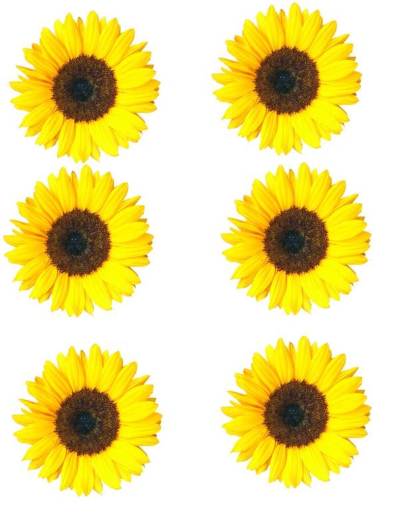 Free Free 140 Realistic Waterslide Sunflower Svg SVG PNG EPS DXF File