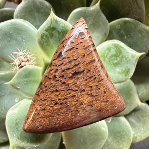 Puede incluir: Una gema triangular pulida con una superficie con patrones marrones y anaranjados. La piedra se encuentra sobre un fondo de hojas verdes suculentas, creando un contraste de texturas y colores. La forma de la gema es una característica destacada.
